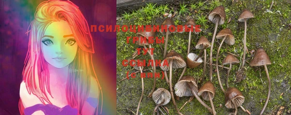 apvp Аркадак